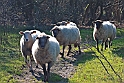 faer IMG_0322